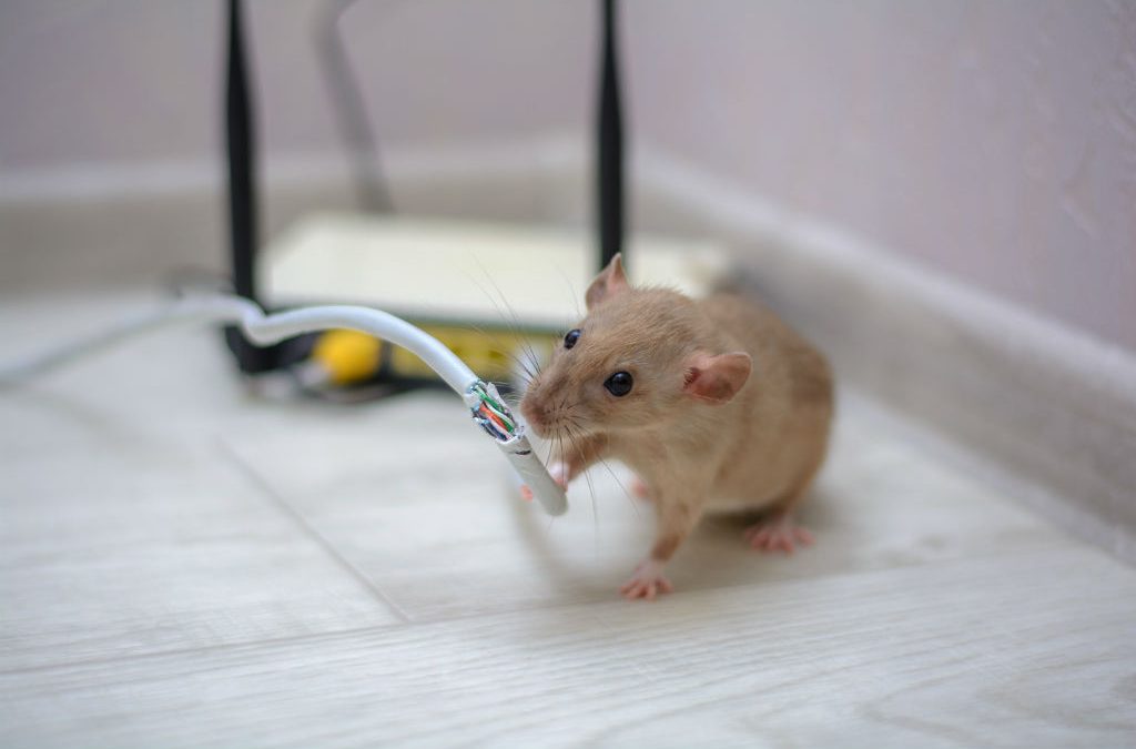 Do Mice Get Electrocuted